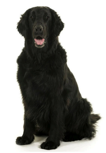 Newfoundland Golden Ret. Labrador Ret.Mix