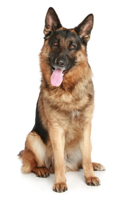 German Shepherd (Pastor Alemão)