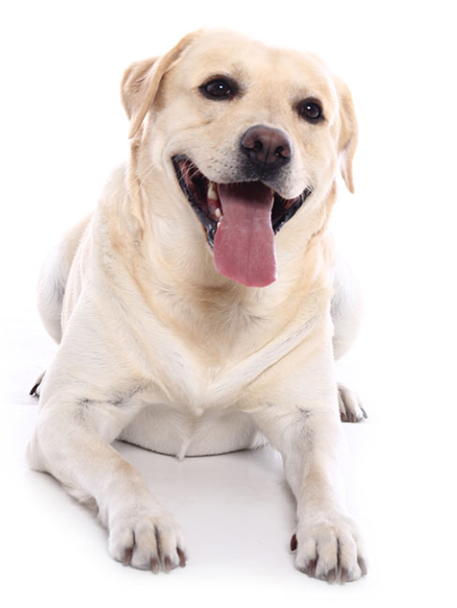 Golden Retriever Labrador Retriever Mix