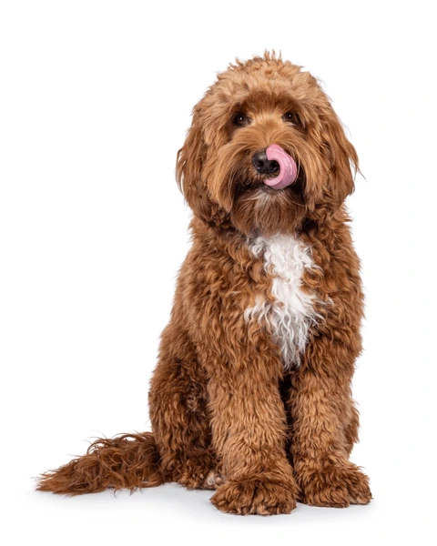 Australian Cobberdog