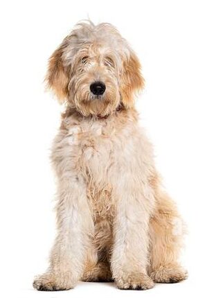 Goldendoodle