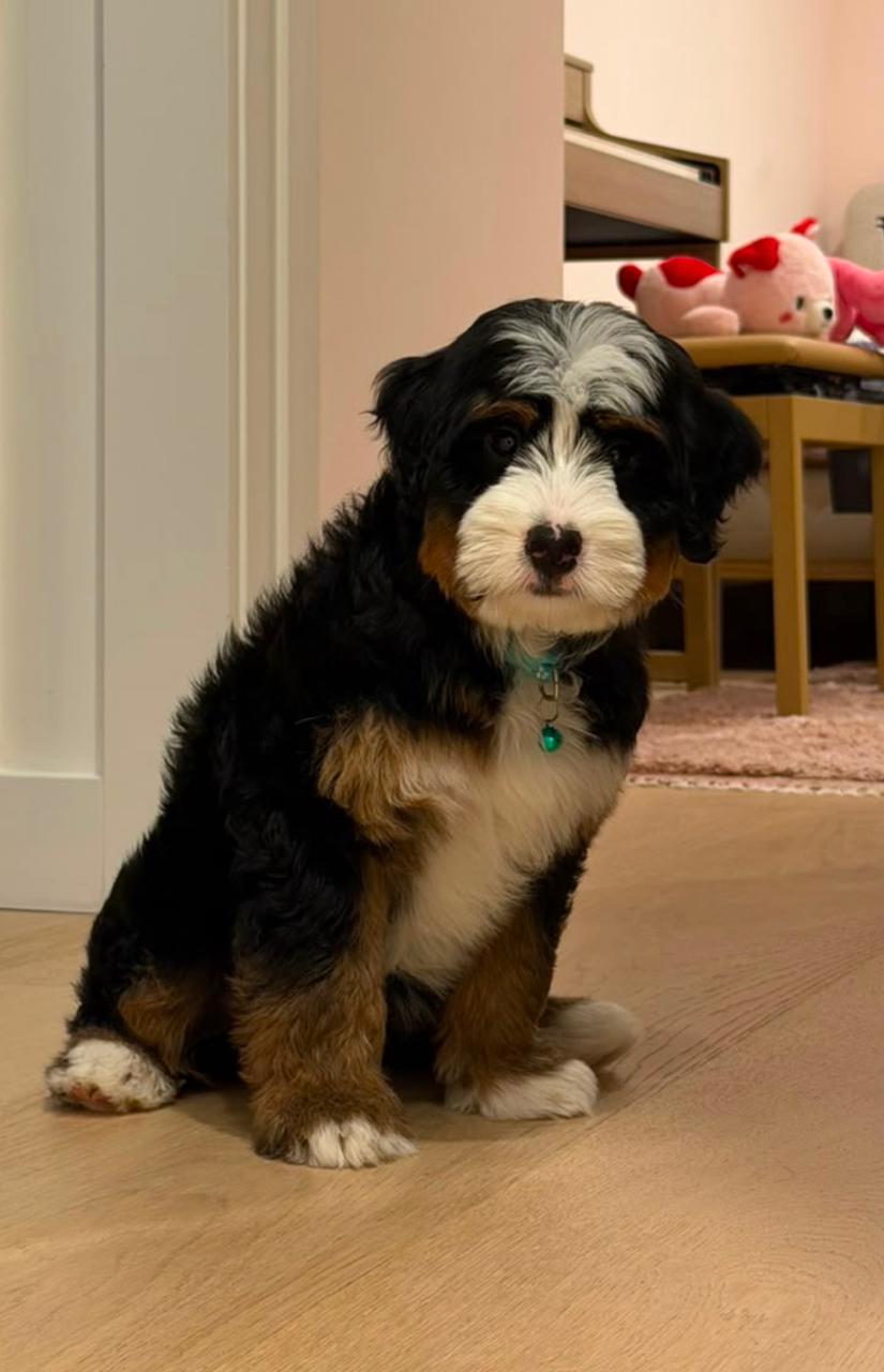 Jan Neumark com a cãozinha Maple
